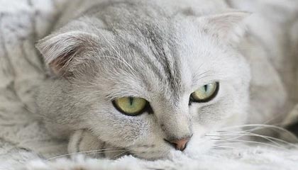 黔东最新公积金卡提取现金方法app方法分析(最方便真实的黔东公积金卡怎样从手机里取出来?方法)